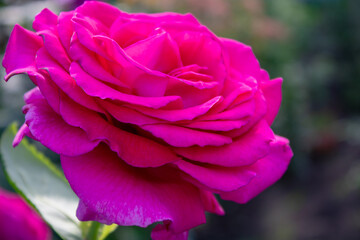 A bush of bright raspberry roses on an early sunny morning.