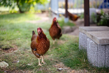 Hühner im Garten der Rasse Zwerg Welsumer