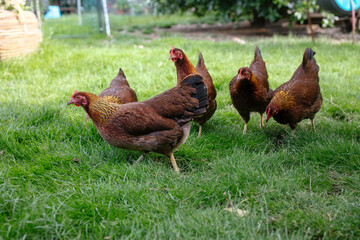 Hühner im Garten der Rasse Zwerg Welsumer