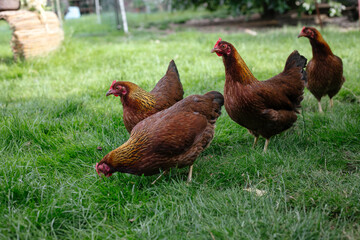 Hühner im Garten der Rasse Zwerg Welsumer