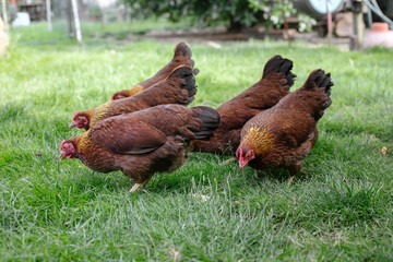 Hühner im Garten der Rasse Zwerg Welsumer