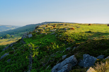 Fototapeta na wymiar Highland cattle grazing on the top of Baslow Edge on a hazy summer morning
