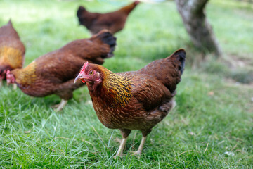 Hühner im Garten der Rasse Zwerg Welsumer