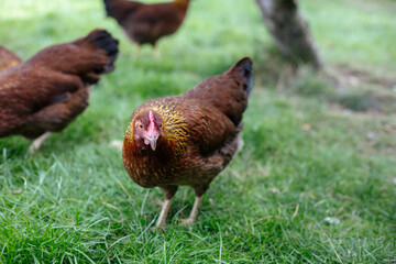 Hühner im Garten der Rasse Zwerg Welsumer
