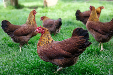 Hühner im Garten der Rasse Zwerg Welsumer