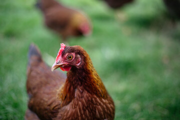 Hühner im Garten der Rasse Zwerg Welsumer