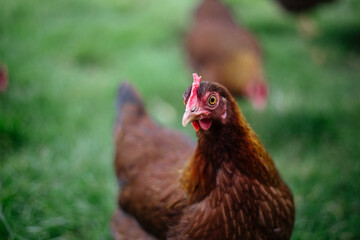 Hühner im Garten der Rasse Zwerg Welsumer