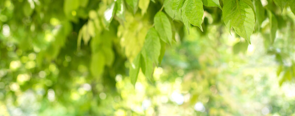 Fototapeta na wymiar Abtrakter grün-gelber Hintergrund bzw. Banner- Konzept Garten, Frühling, Sommer, Natur - mit viel Textfreiraum und Bokeh