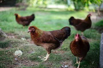Hühner im Garten der Rasse Zwerg Welsumer