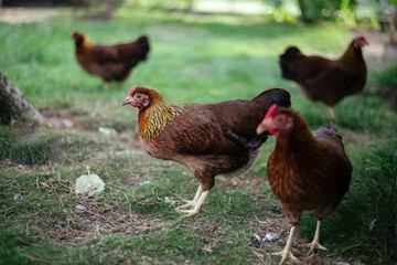 Hühner im Garten der Rasse Zwerg Welsumer