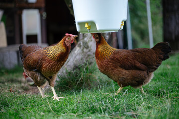Trinkende Hühner im Garten der Rasse Zwerg Welsumer