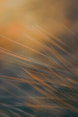 Macro detail of a grass plant. Harz Mountains, Harz National Park in Germany.