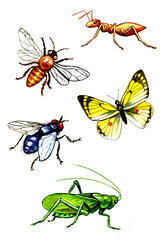 Set of waterolor hand drawn insects isolated on white background. Elements for design.