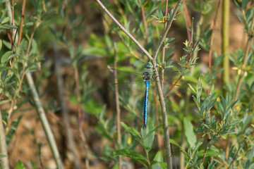 Große Königslibelle