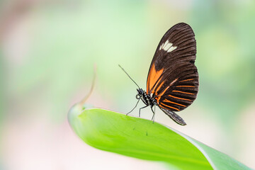 Fototapeta na wymiar Beautiful Postman butterfly (Heliconius melpomene) on a flower. Tropical butterfly.