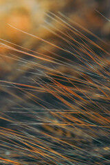 Macro detail of a grass plant. Harz Mountains, Harz National Park in Germany.