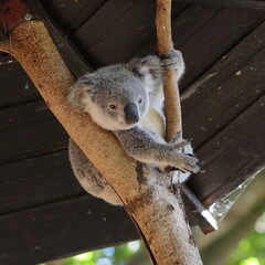 Close up of koala in a tree under a man-made shelter, stretching it's claws out - taken at a zoo in...