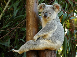 Close up of koala sitting on a post among eucalyptus trees - taken at a zoo in Queensland, Australia