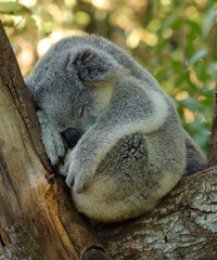 Close up of sleeping koala, resting in tree branches - taken at a zoo in Queensland, Australia