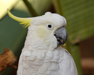 Closeup profile portrait of a cockatoo - taken at a zoo in Queensland, Australia