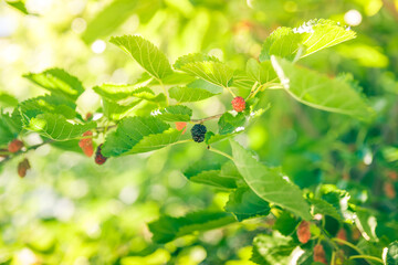 Fototapeta premium Mulberry at various stages of ripeness. Unripe (green), ripening (pink and red) and ripe (black). Mulberry on the branch. Green leaves in the background