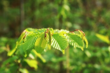 Branch with fresh hornbeam leaves, bokeh, fuzzy background and copy space
