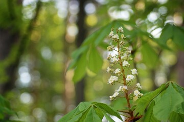 Flower and fresh chestnut leaves, bokeh, fuzzy background and copy space
