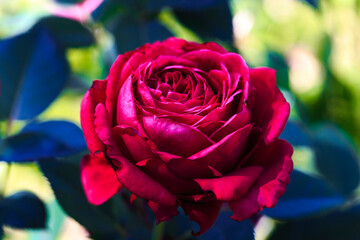 Fototapeta na wymiar Bright red roses. Background of blooming roses flowers. Sunny natural light. Rose garden