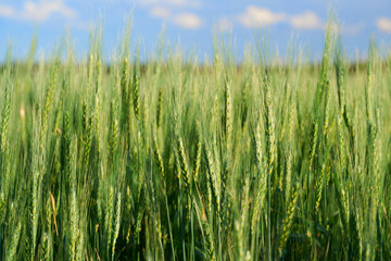 green wheat field on blue sky background