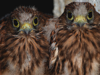 eagle owl portrait