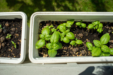 Basil. Young plants growing in the pot on the balcony. Home gardening.
