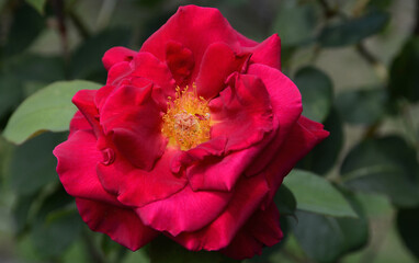 red rose in garden