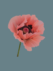 Pink poppy on a colored background.