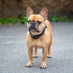 Portrait of light brown French bulldog.