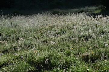 tomorrow dew on lush green alpine meadow in the morning where the dew glitters