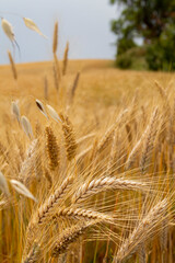 Wheat field in Castilla y León Spain in the month of June with the ears ready for harvest