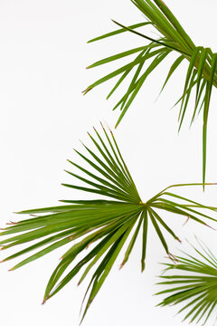 Gren palm trees in white room