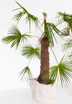 Gren palm trees in white room