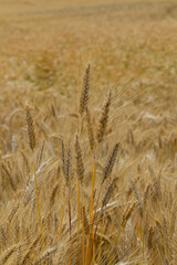 Wheat field in Castilla y León Spain in the month of June with the ears ready for harvest