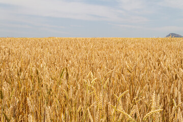 Wheat field in Castilla y León Spain in the month of June with the ears ready for harvest