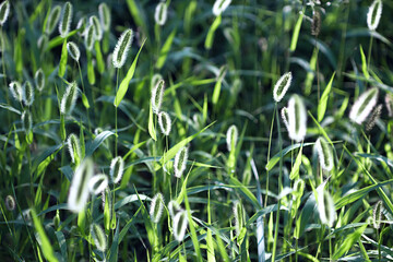 Setaria viridis (L.) Beauv
grass
weed
