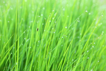 Fototapeta na wymiar Drops of morning dew and an insect on the green grass