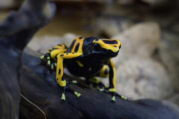 Macro photo of tropical frog