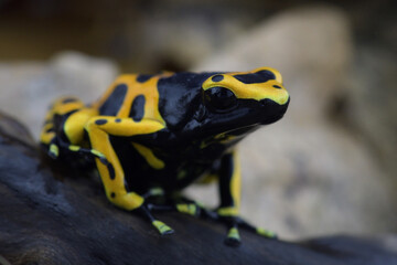 Macro photo of tropical frog