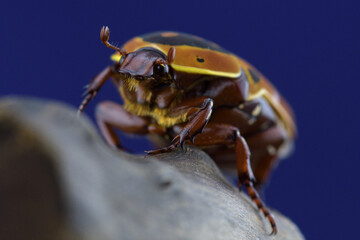 Close up of a bug. Pachnoda trimaculata.