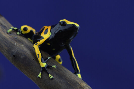 Macro photo of tropical frog