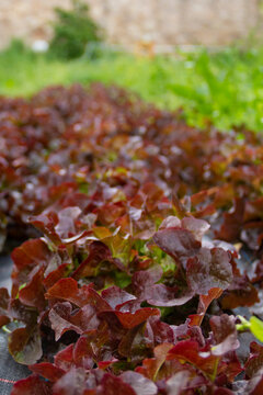 Red Sails Lettuce In An Ecological Farm In Spain. This Lettuce Is Call In Spain 