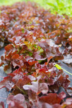 Red Sails Lettuce In An Ecological Farm In Spain. This Lettuce Is Call In Spain 