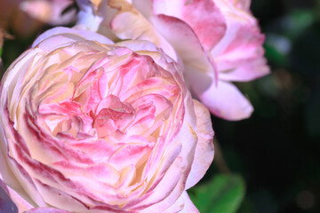 Roses. Delicate background with blooming rose flowers.