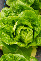 Spanish baby lettuce called Cogollo de Tudela in an ecological farm in Spain